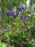 Aquilegia sibirica