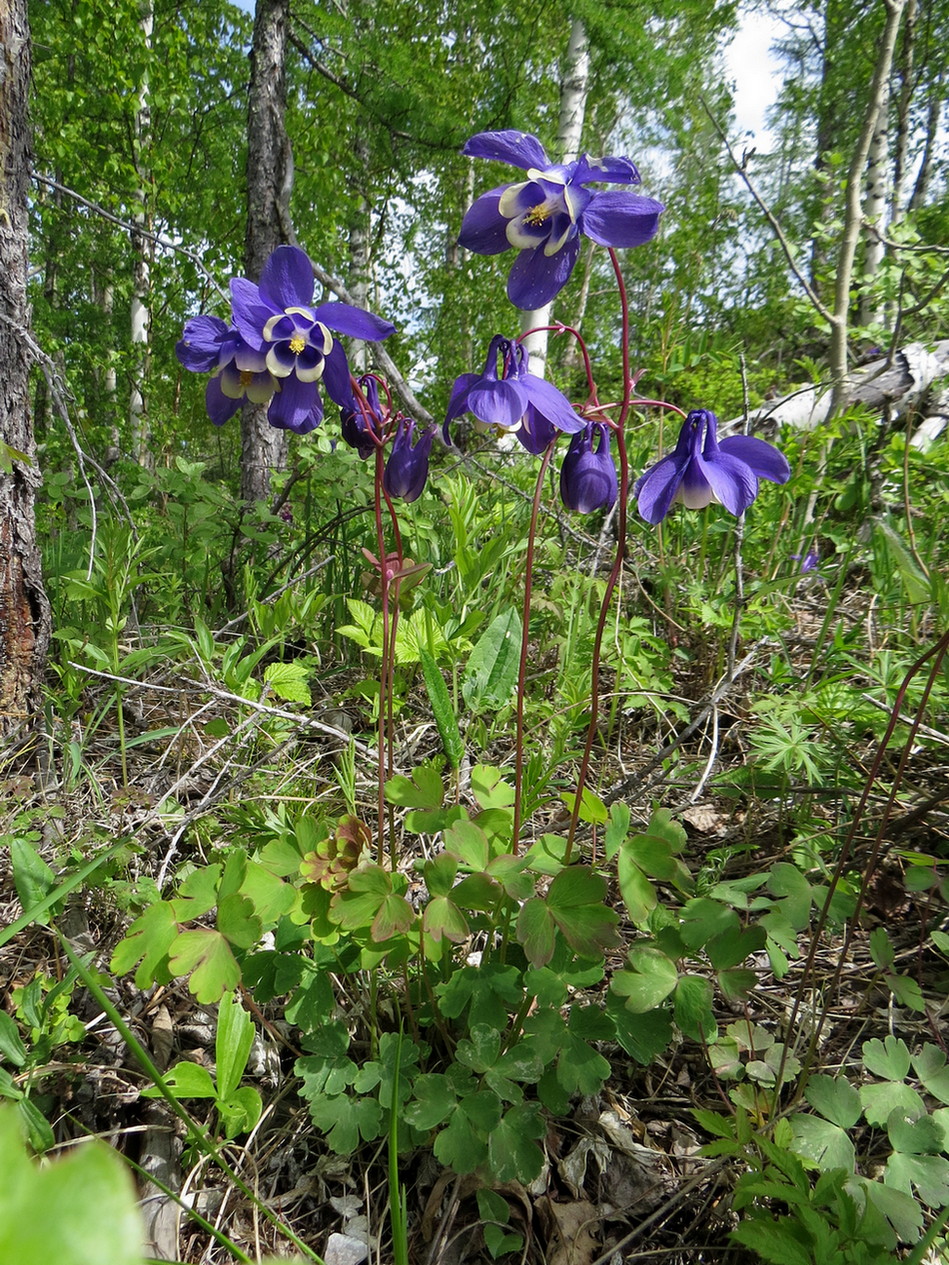 Изображение особи Aquilegia sibirica.