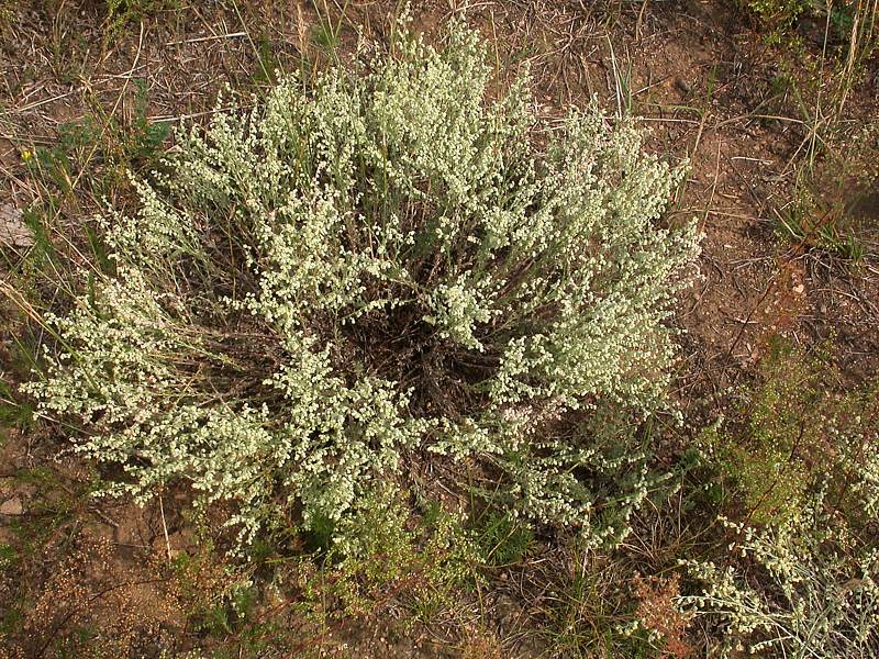 Image of Artemisia frigida specimen.