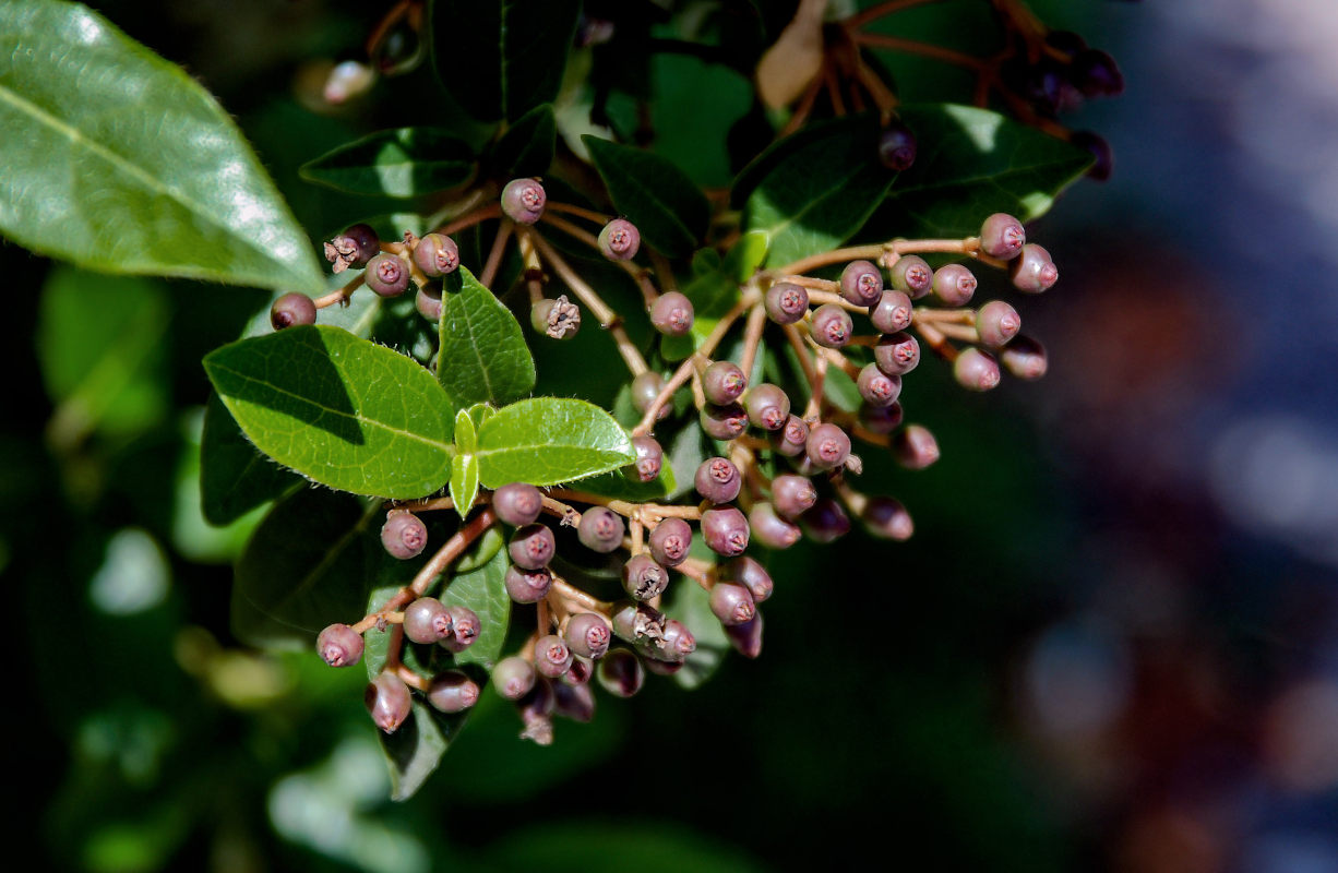 Image of Viburnum tinus specimen.