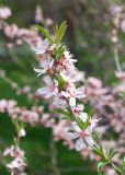 Amygdalus nana