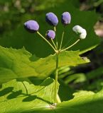 Diphylleia grayi