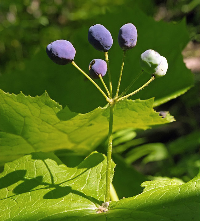 Image of Diphylleia grayi specimen.