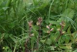 Orobanche owerinii. Верхушки цветущих растений. Чечня, Шаройский р-н, южная граница с. Хакмадой, выс. ок. 1600 м н.у.м., луг. 2 июля 2024 г.