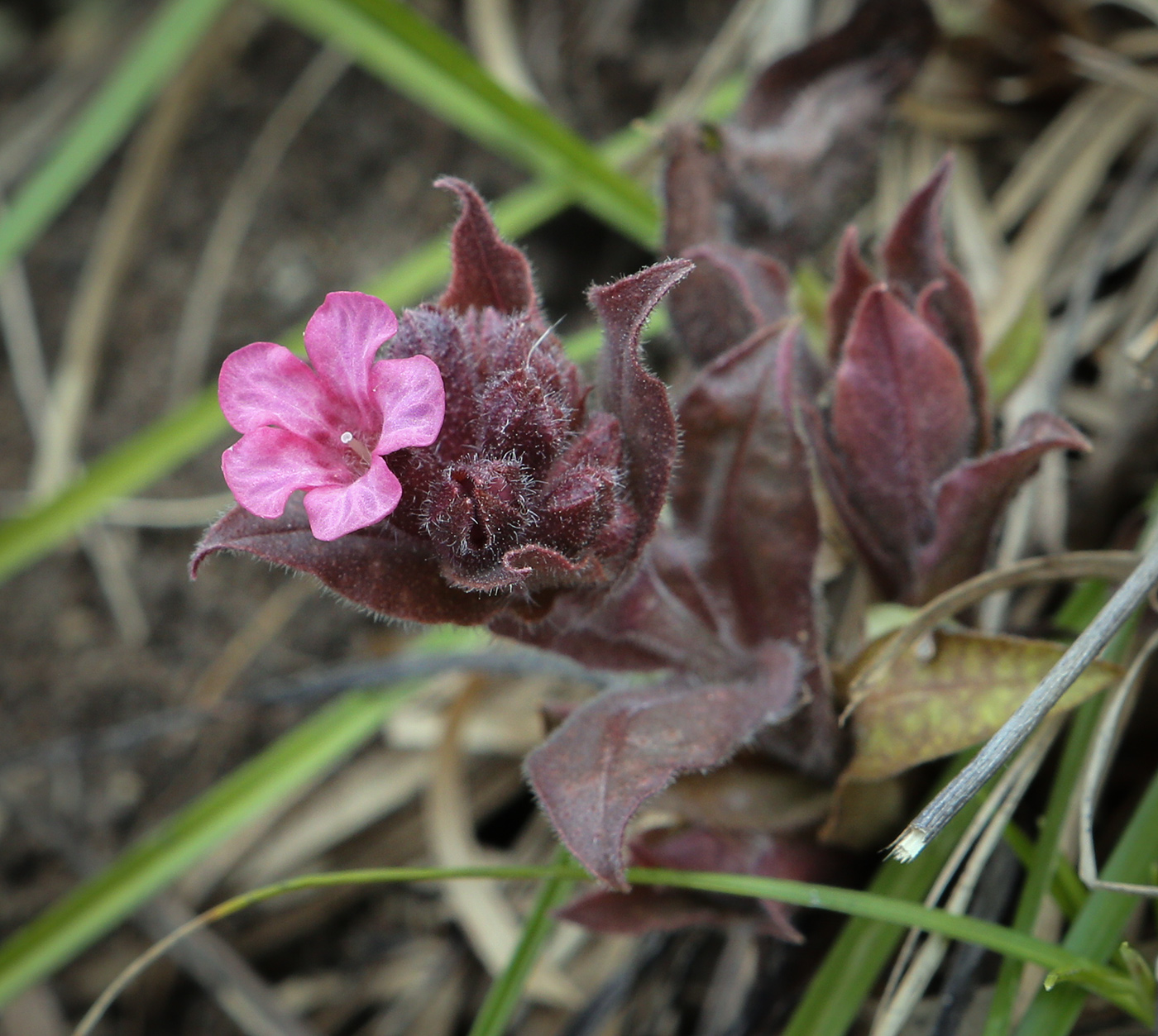 Изображение особи Pulmonaria obscura.