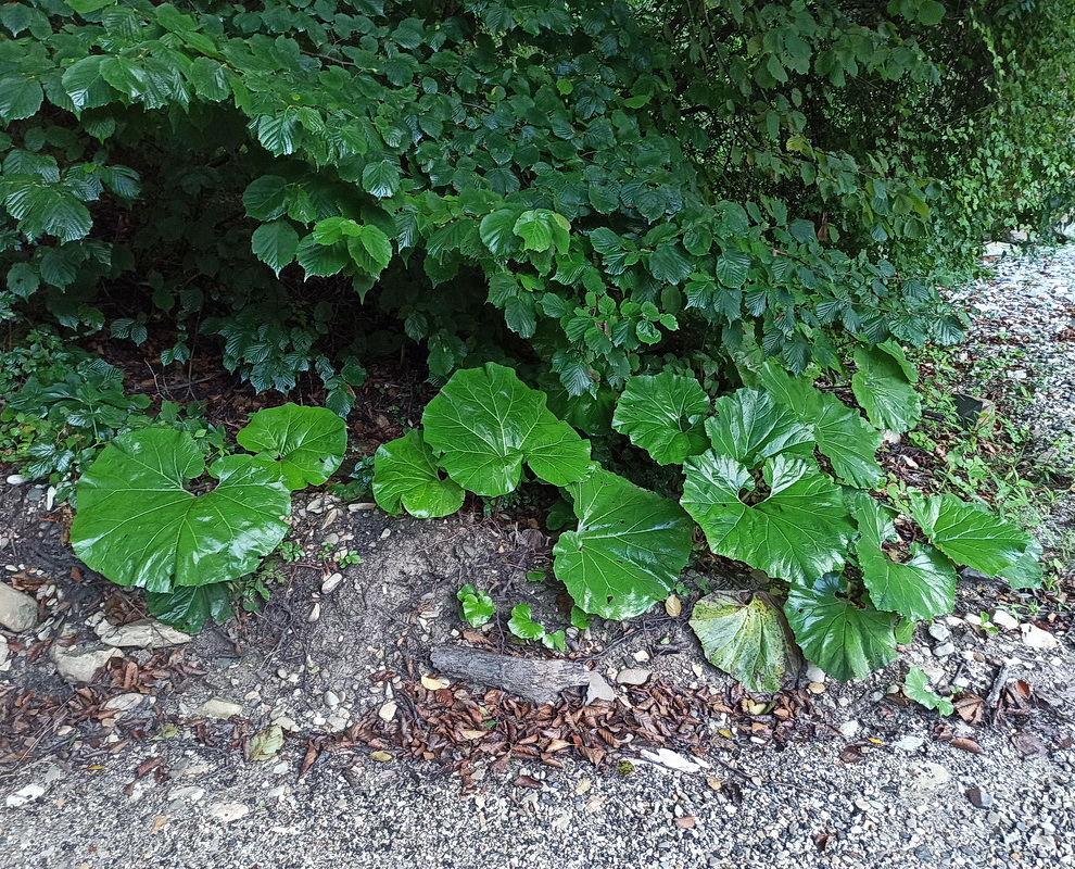 Image of genus Petasites specimen.