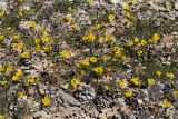 Hippocrepis comosa