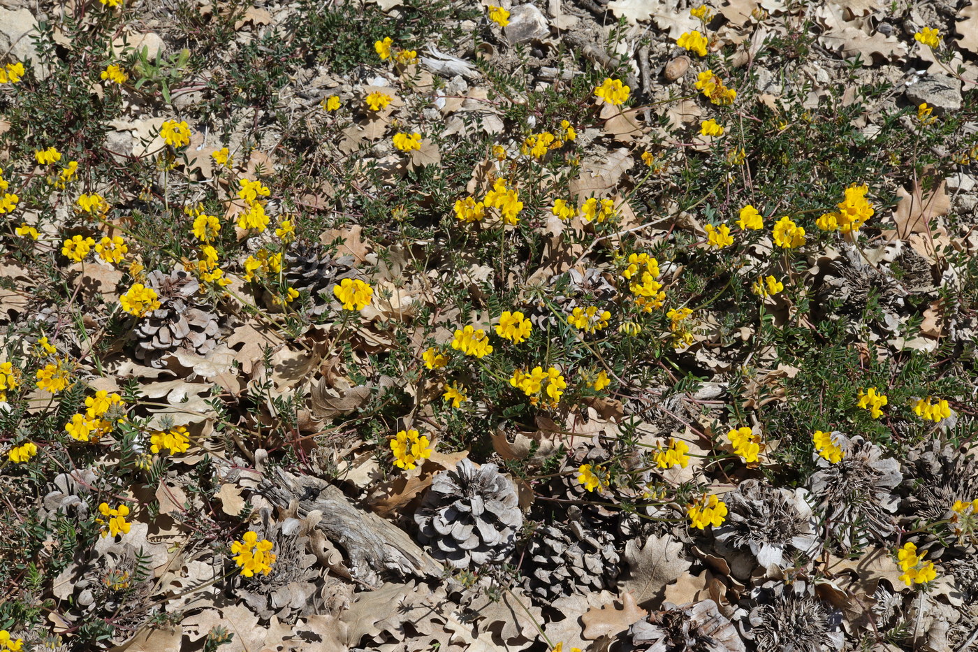 Image of Hippocrepis comosa specimen.