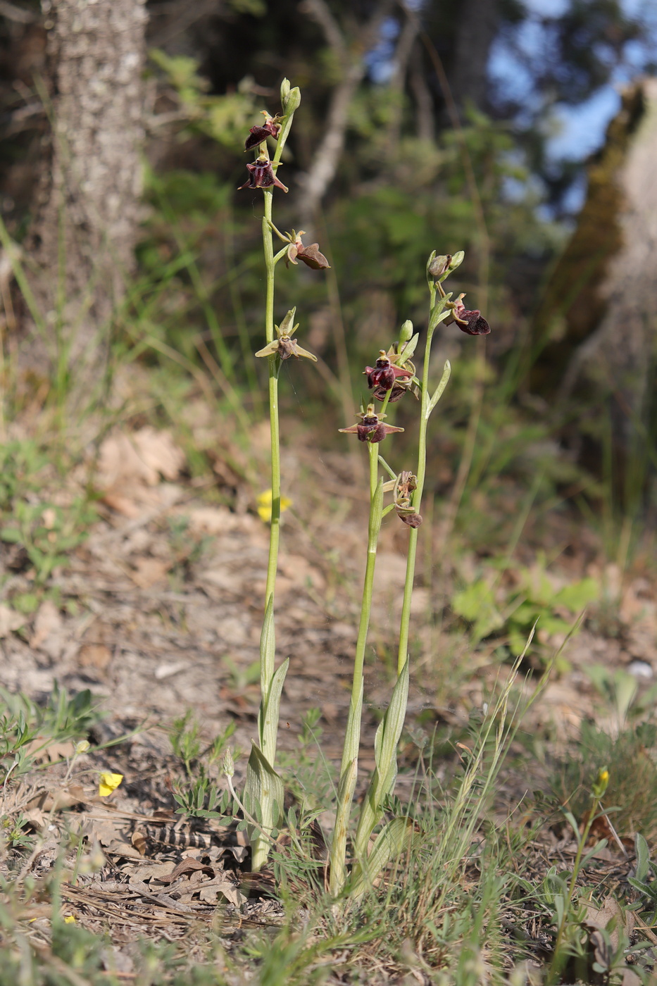 Image of Ophrys mammosa specimen.