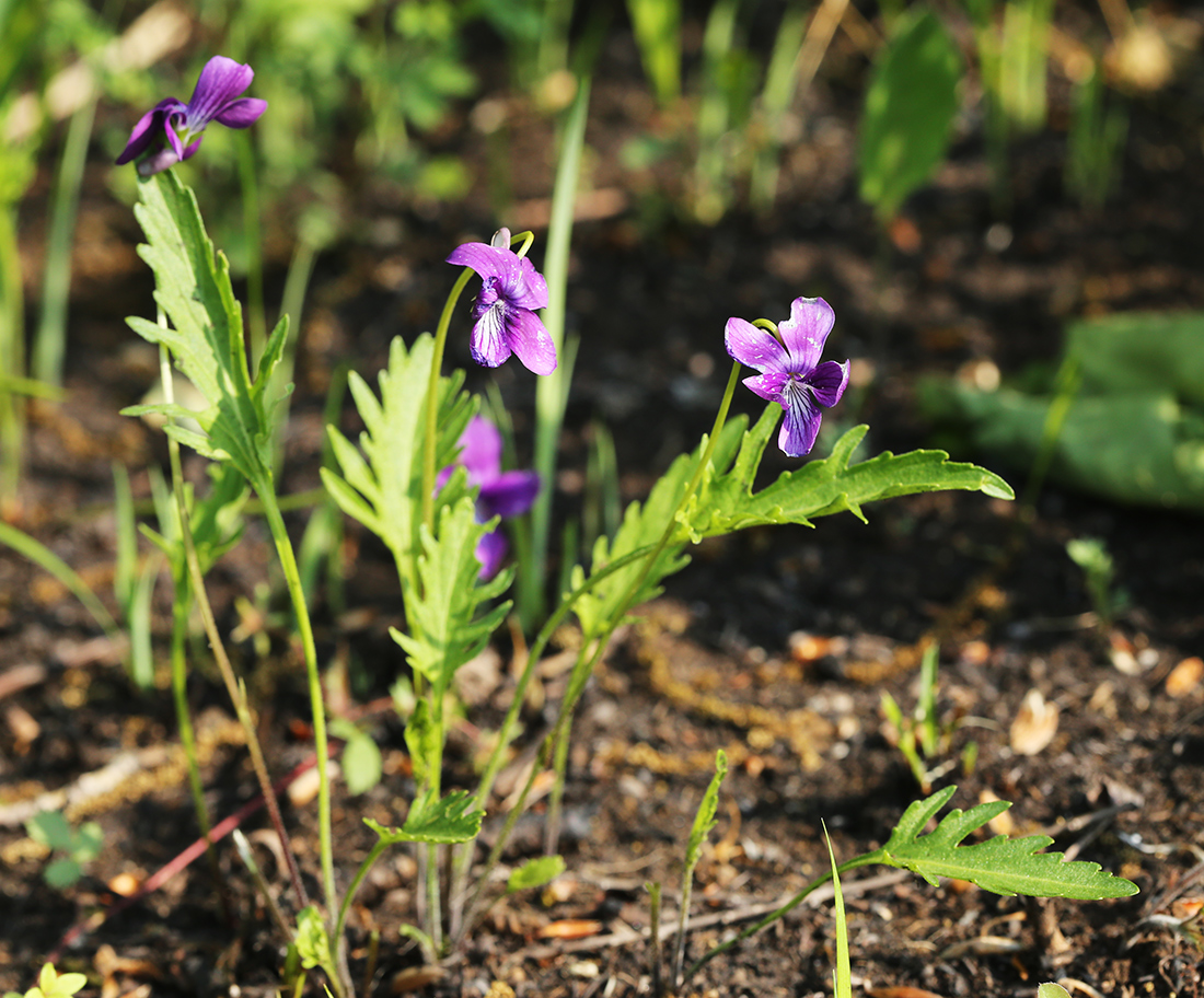 Изображение особи Viola &times; juzepczukii.