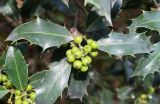 Ilex aquifolium
