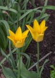 род Tulipa