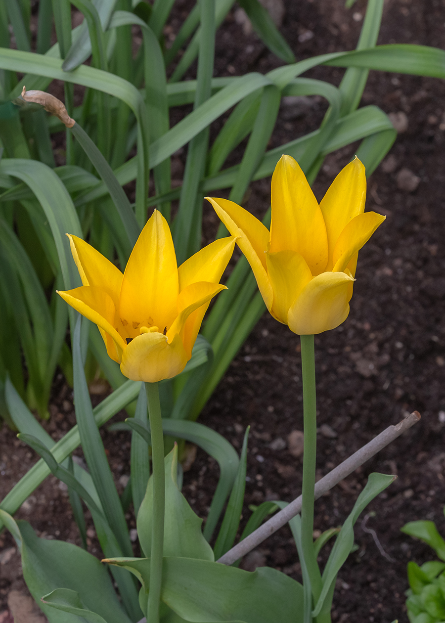 Изображение особи род Tulipa.