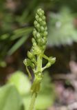 Listera ovata. Соцветие с цветками и бутонами. Испания, Каталония, пров. Жирона, комарка Рипольес, муниципалитет Сеткасес, окр. н.п. Сеткасес, ≈1300 м н.у.м., дельта ручья-притока р. Тер, заросли кустарников и деревьев. 25.05.2025.