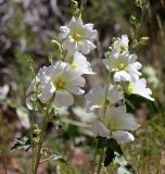 Alcea nudiflora