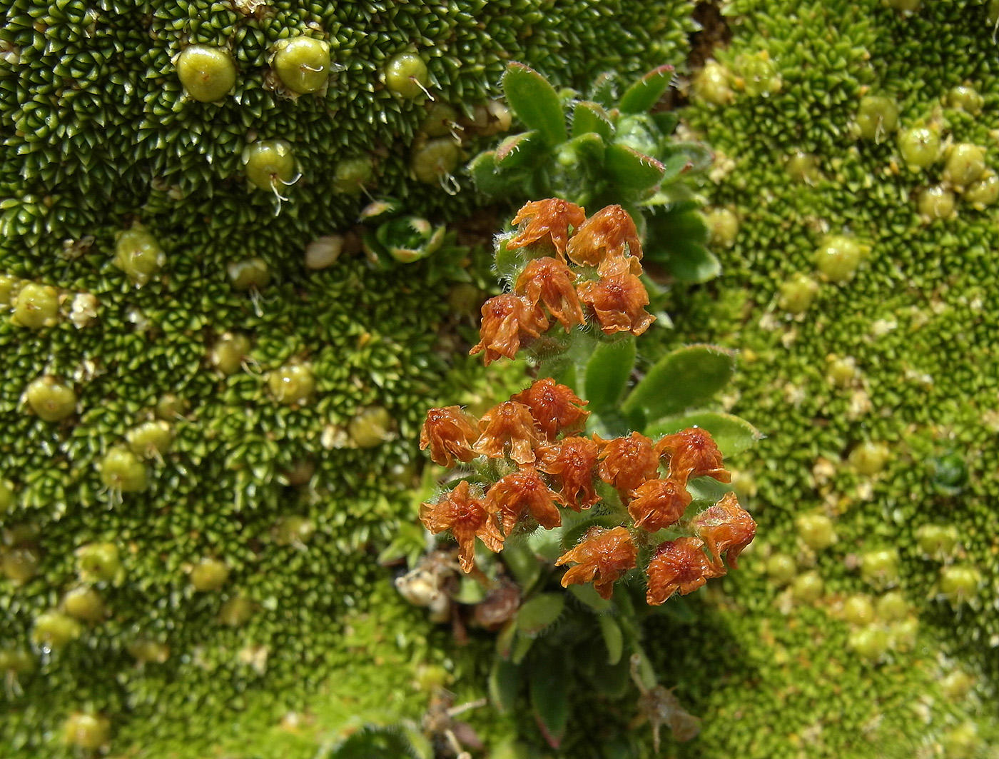 Image of Androsace lehmanniana specimen.