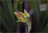 Hemerocallis × hybrida. Формирующиеся бутоны. Московская обл., Раменский р-н, окр. дер. Хрипань, садовый участок. 14.07.2025.