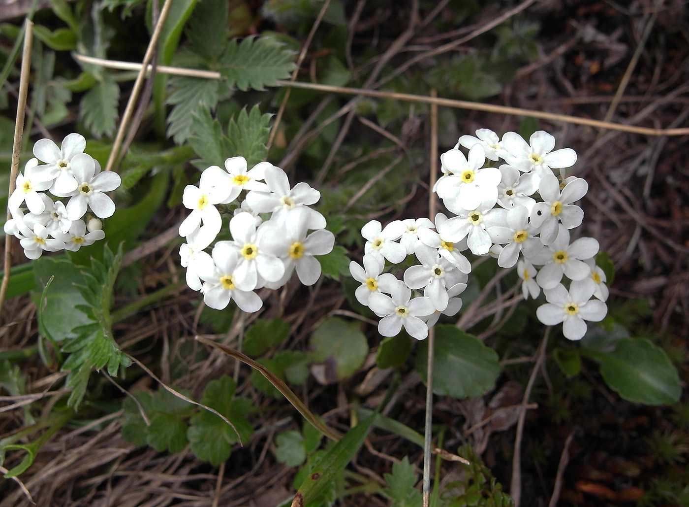 Изображение особи Eritrichium villosum.