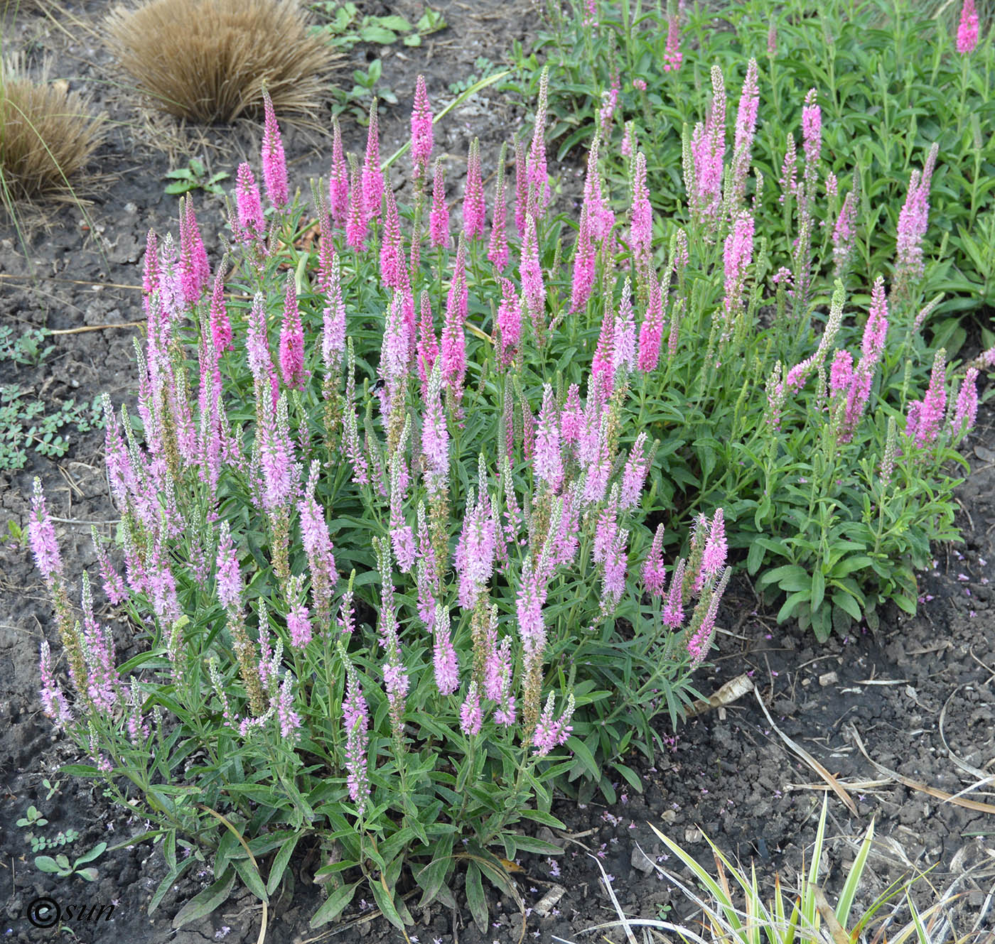 Image of Veronica spicata specimen.