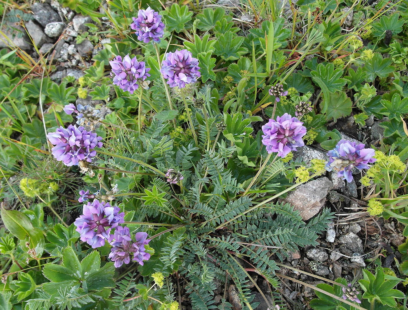 Image of Oxytropis lapponica specimen.