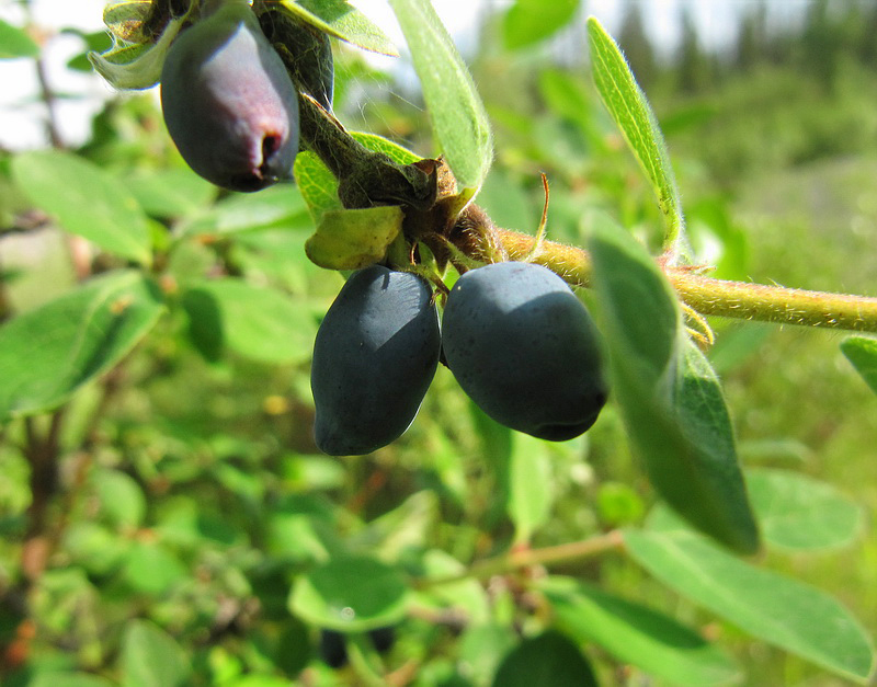 Image of Lonicera pallasii specimen.