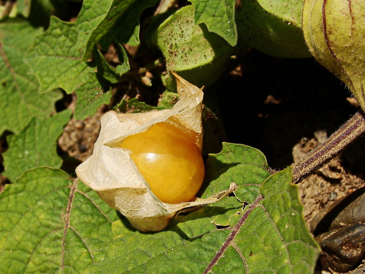 Image of Physalis pubescens specimen.