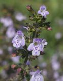 Clinopodium nepeta. Верхушка соцветия. Испания, Каталония, пров. Жирона, комарка Баш Эмпорда, муниципалитет Паламос, берег р. Ауби, высокотравный луг после скашивания. 19.10.2025.