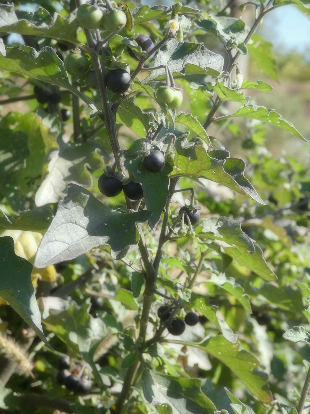 Изображение особи Solanum nigrum.