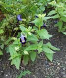 Image of taxon representative. Author is Григорий Токарев