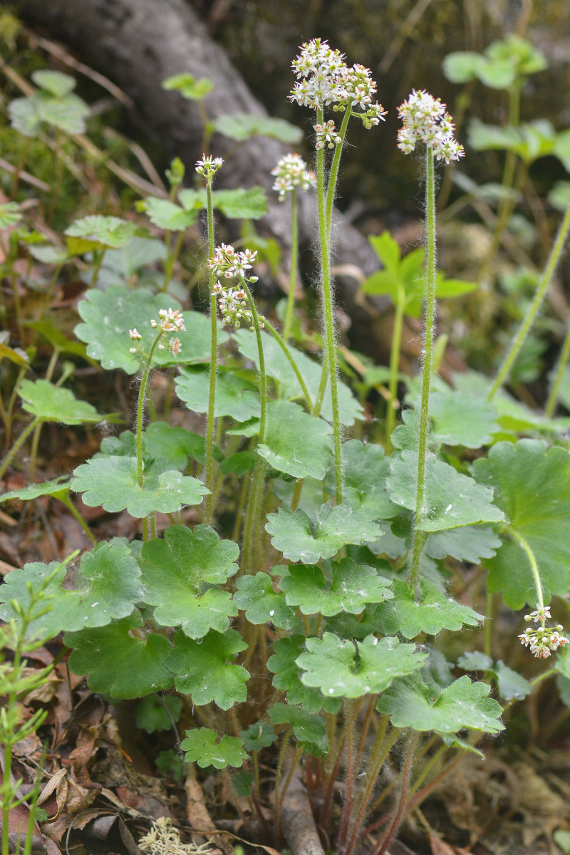 Image of Micranthes aestivalis specimen.