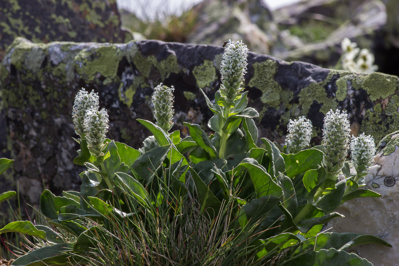 Image of Lagotis uralensis specimen.