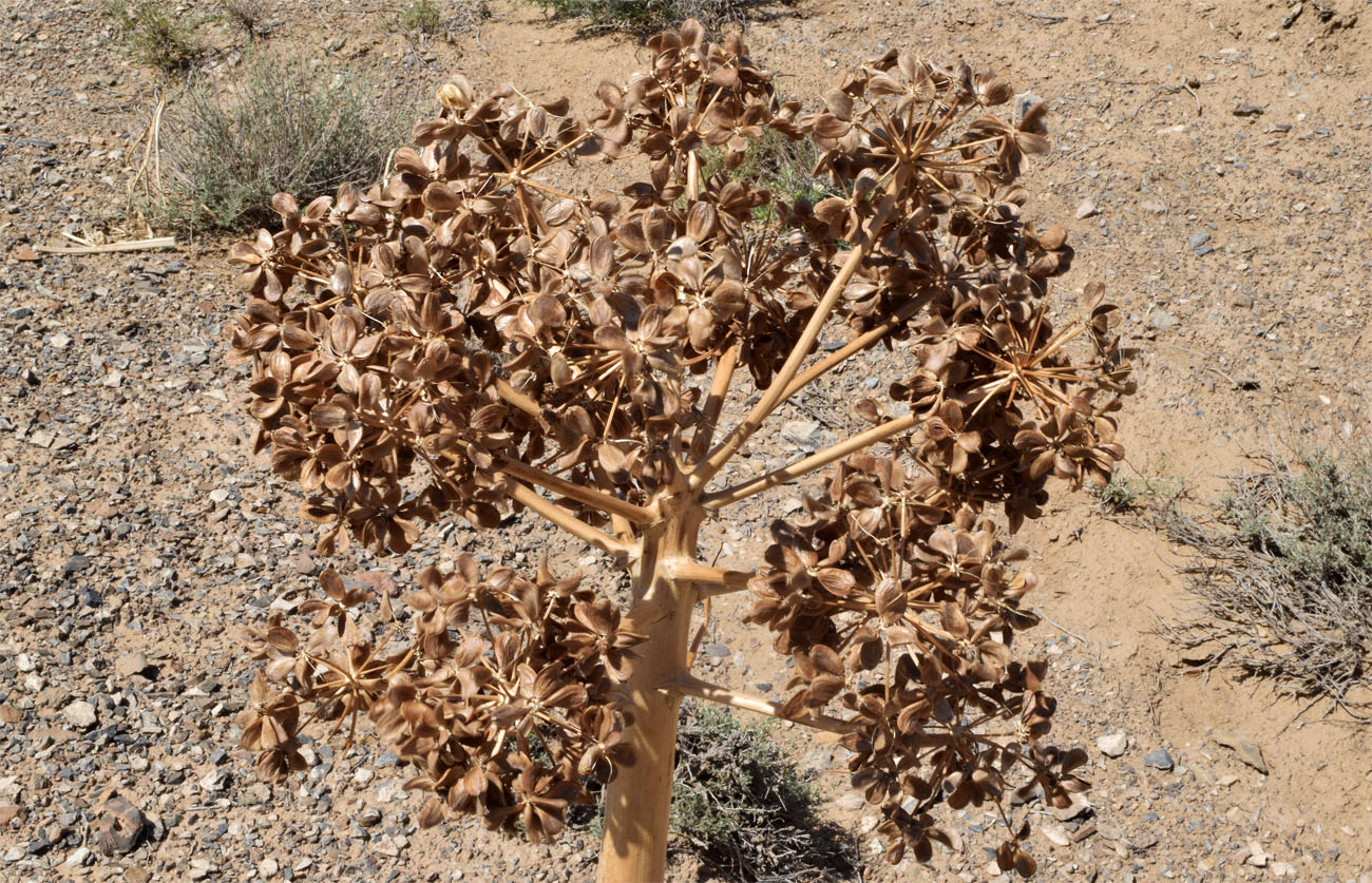 Изображение особи Ferula foetida.