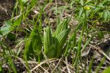 Veratrum lobelianum. Молодые побеги. Башкортостан, Зилаирский р-н, Зилаирский сельсовет, окр. с. Зилаир, дол. р. Зилаир, травянистая речная терраса. 2 мая 2025 г.