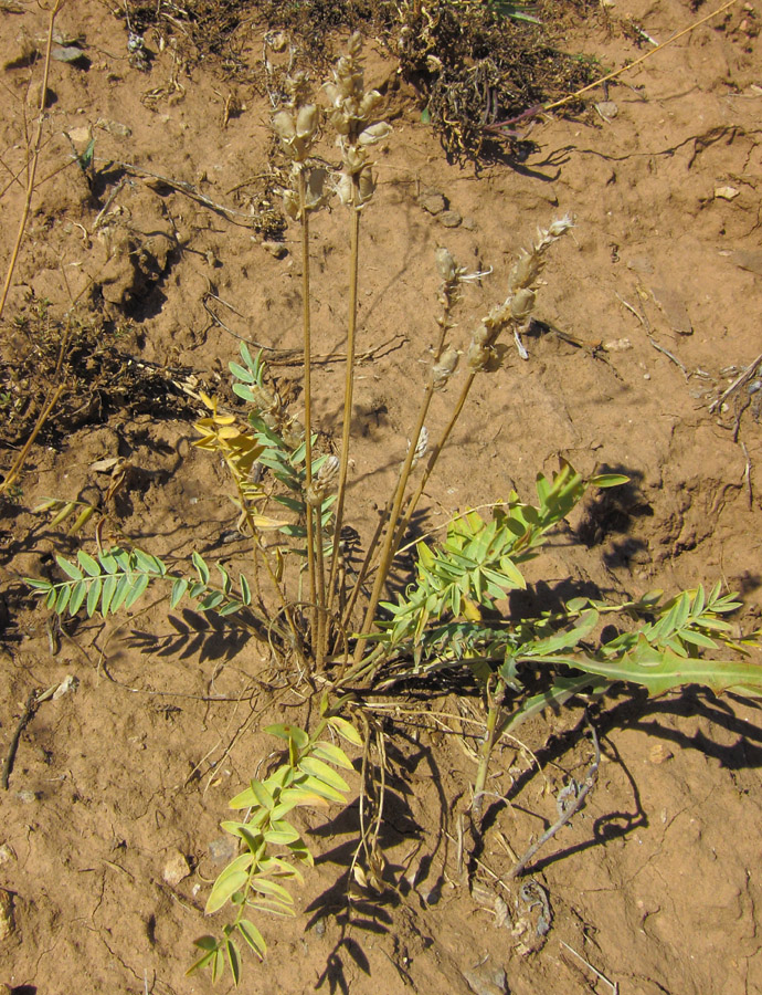 Image of Oxytropis spicata specimen.