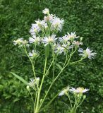 Image of taxon representative. Author is Юрий Пирогов