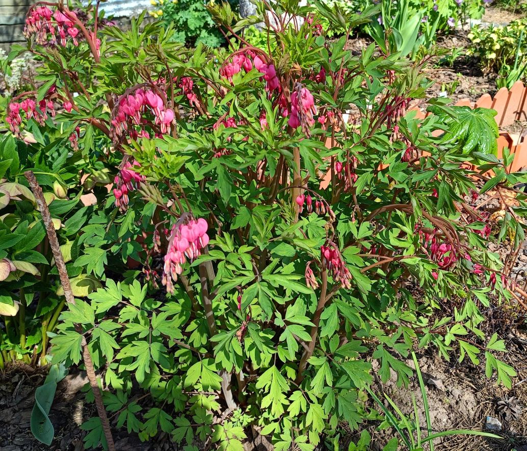 Изображение особи Dicentra spectabilis.