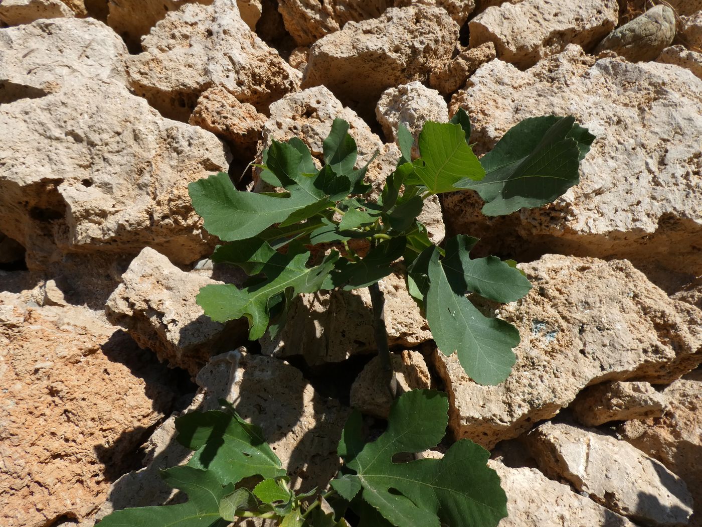 Изображение особи Ficus carica.