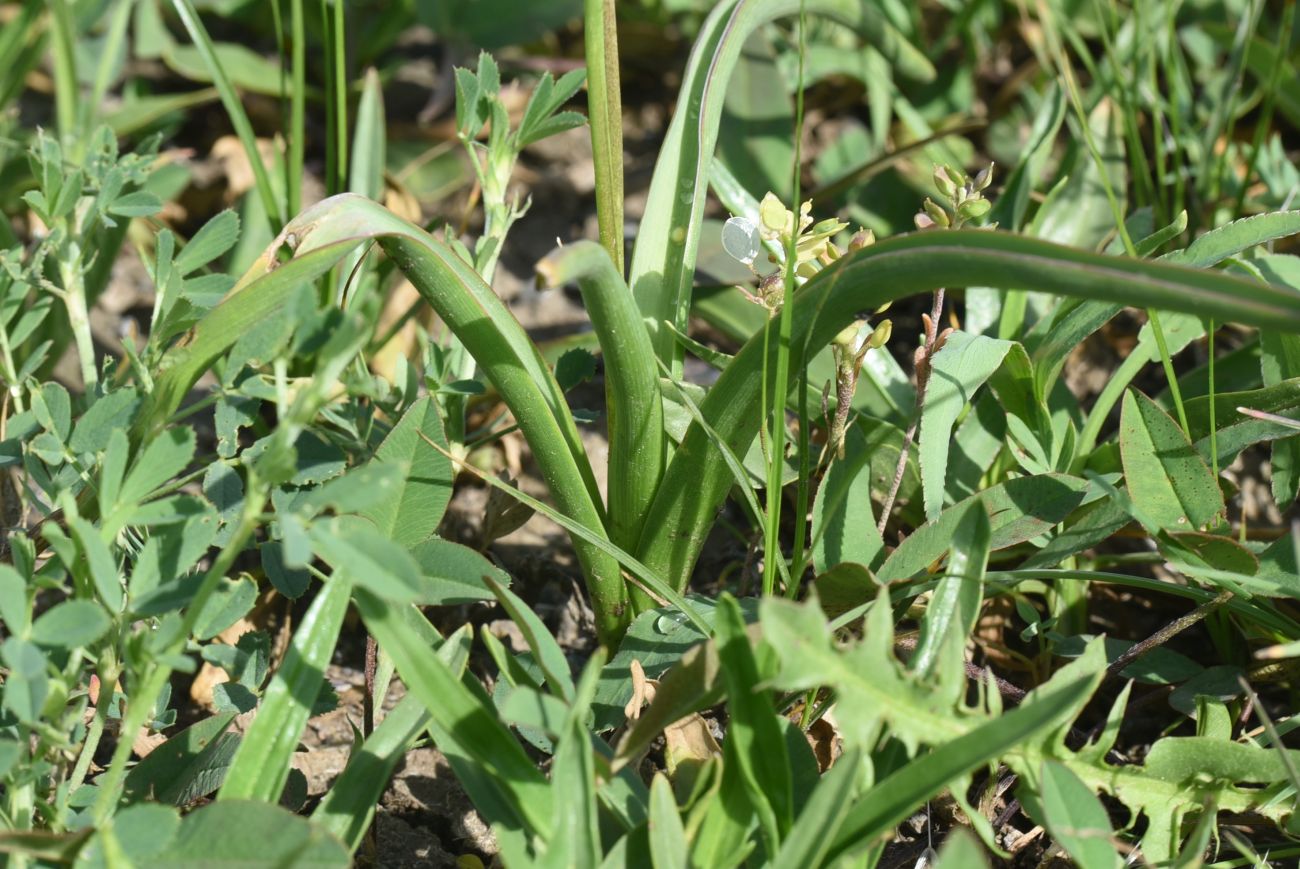 Изображение особи род Muscari.