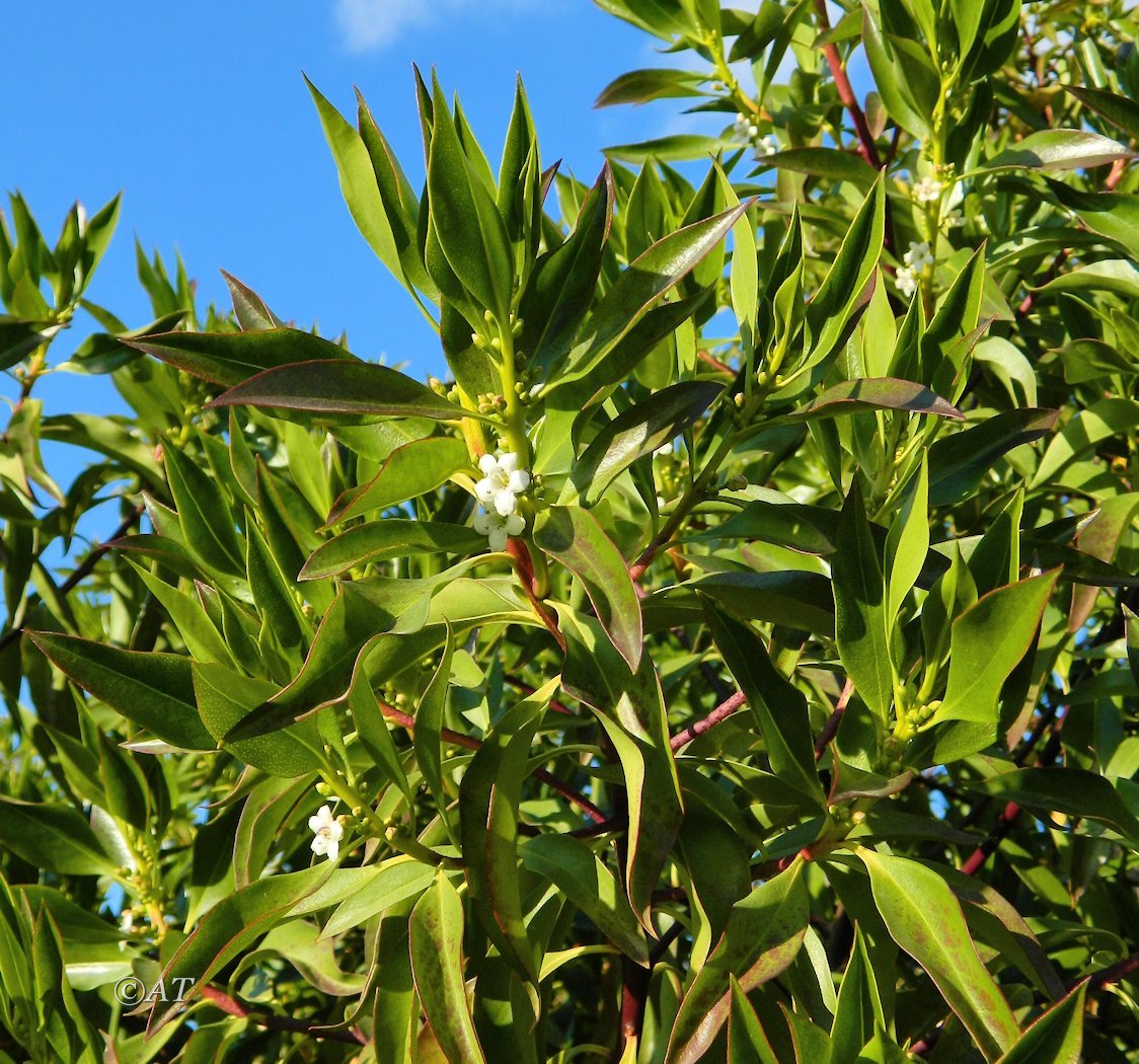 Изображение особи род Myoporum.