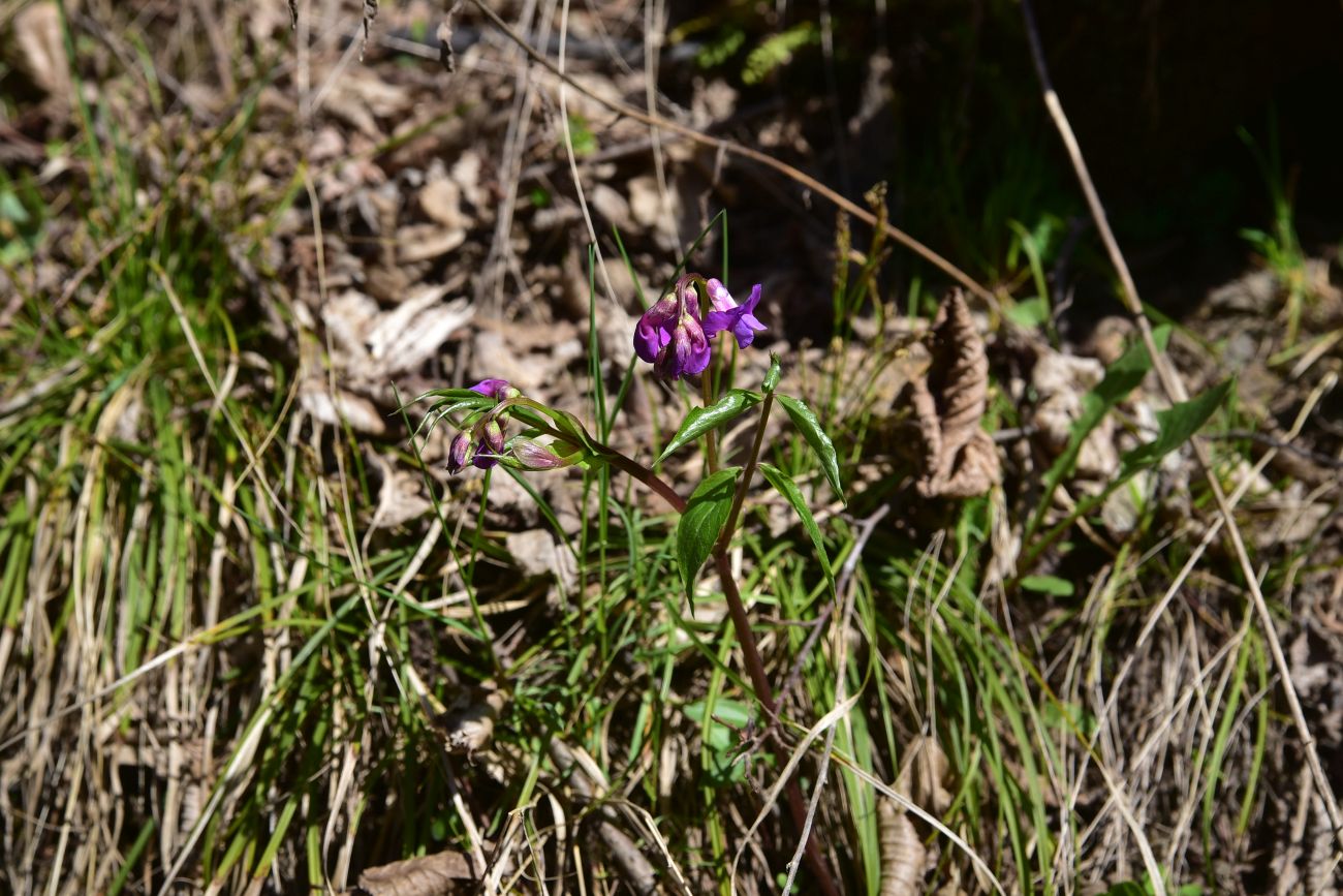 Image of Lathyrus vernus specimen.
