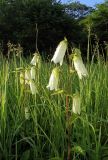 Campanula punctata. Верхушки цветущих растений. Южное Приморье, Чёрные горы, заповедник \"Кедровая падь\". 21.06.2007.