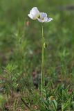 Image of taxon representative. Author is Вера Волкотруб
