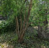 Buddleja alternifolia. Нижняя часть растения. Волгоград, ул. Городовикова. 30.05.2026.