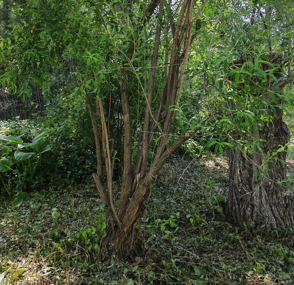 Image of Buddleja alternifolia specimen.