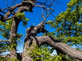 Смотреть изображение Quercus petraea