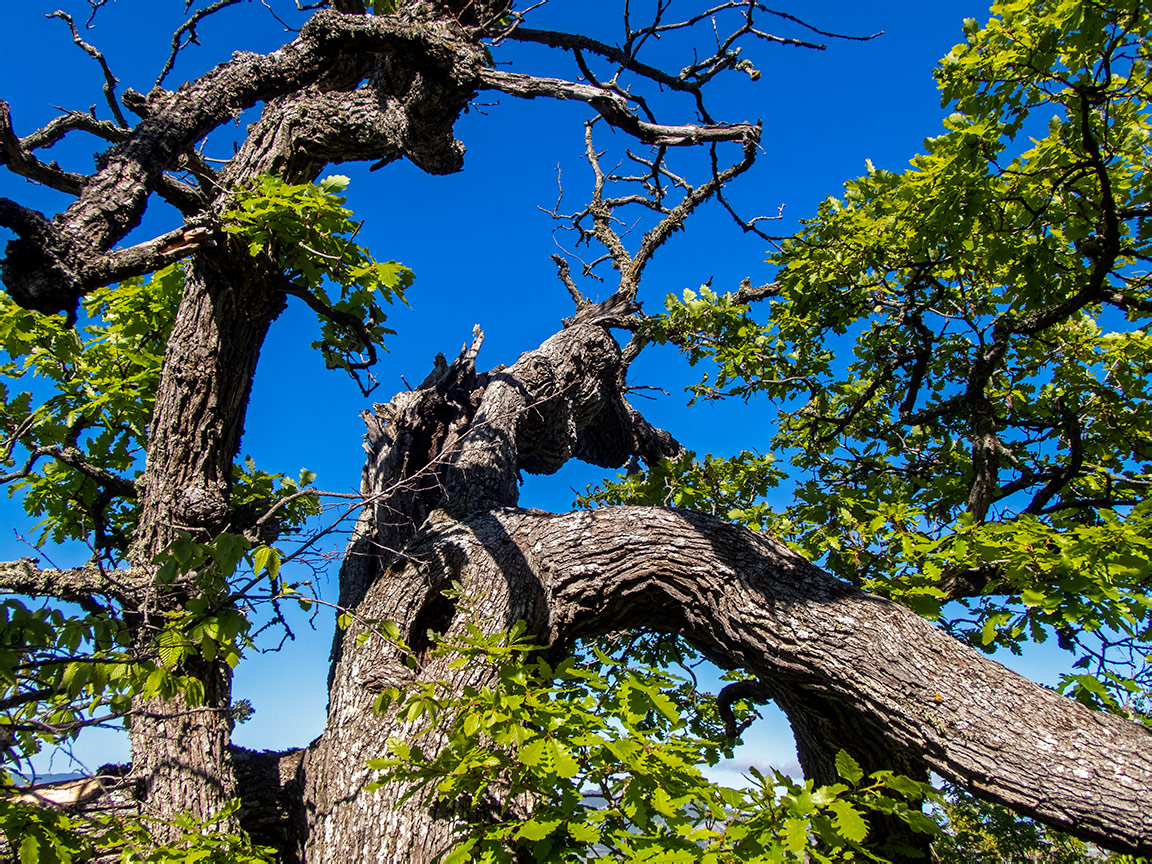 Изображение особи Quercus petraea.
