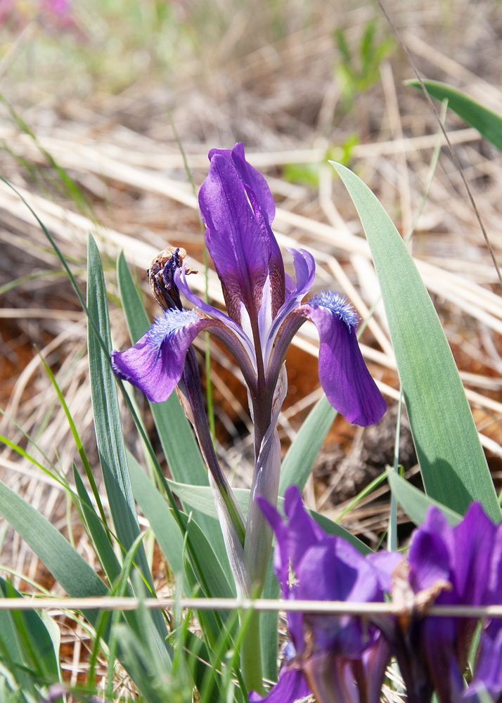 Image of Iris glaucescens specimen.