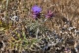 Cynara algarbiensis