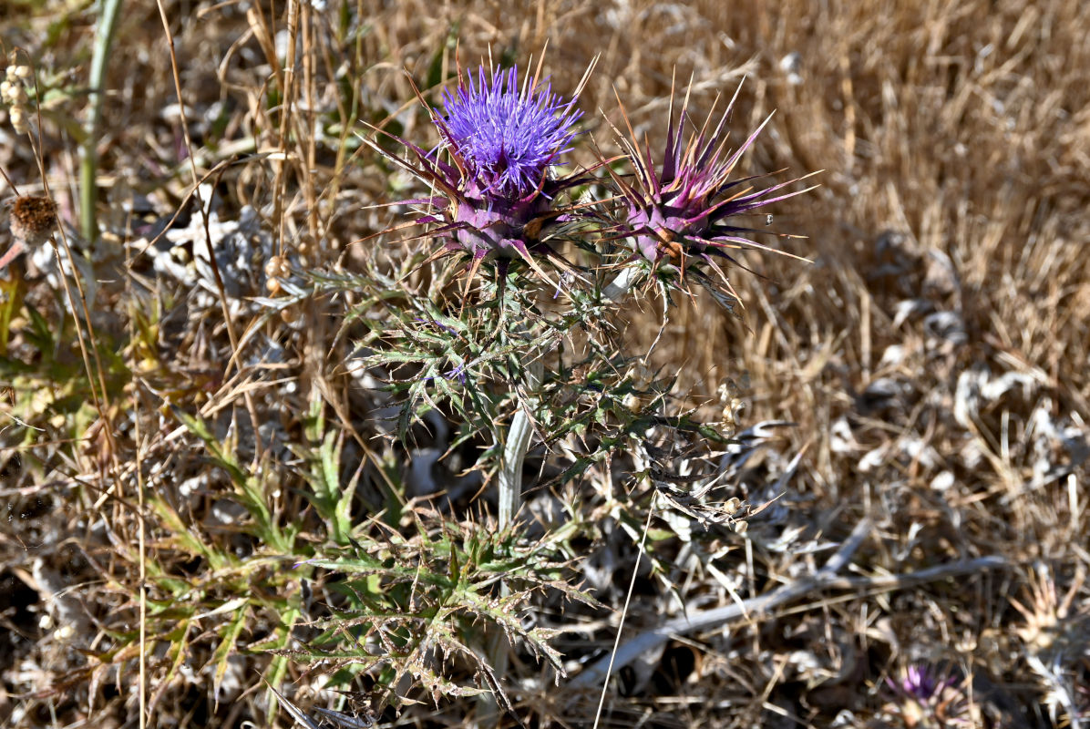 Image of genus Cynara specimen.