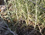 Jurinea stoechadifolia